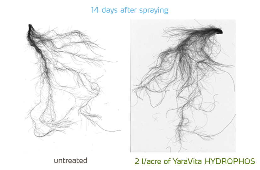 roots of treated vs untreated plant with foliar phosphate