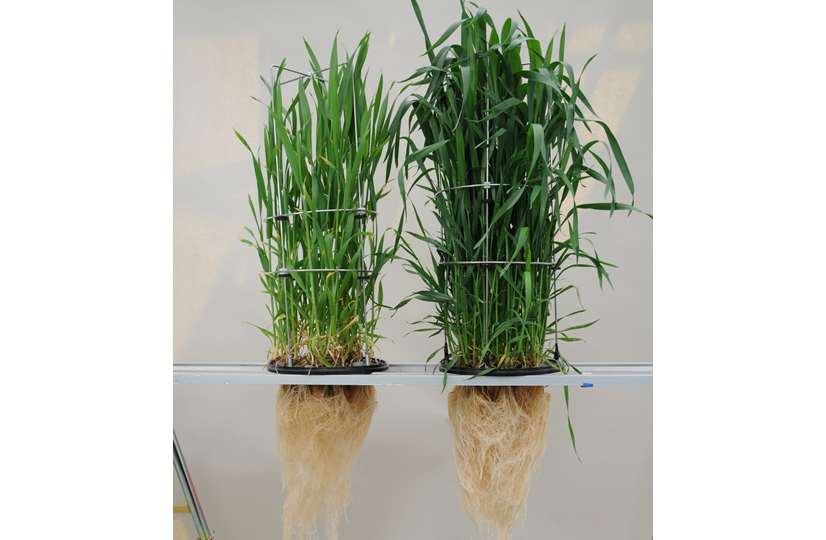 nitrogen optimal versus deficient in wheat