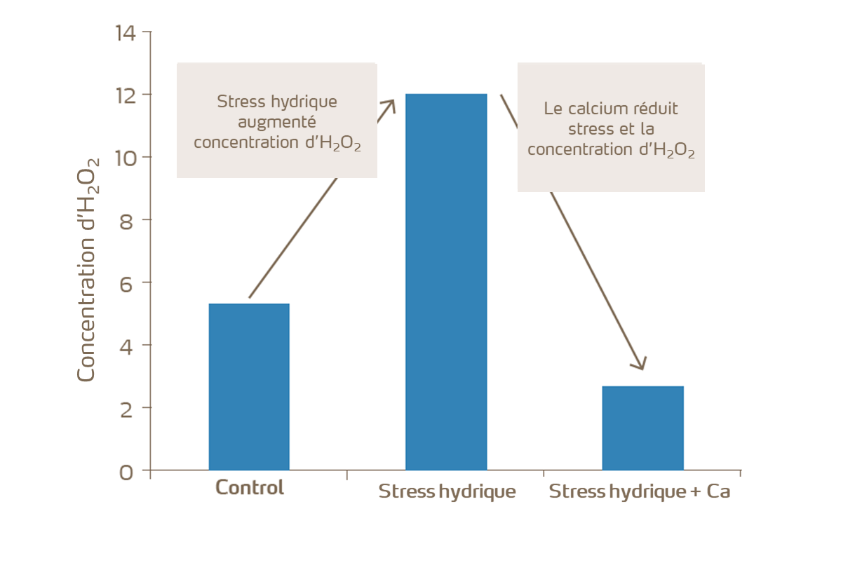 Le calcium aide les plants à résister au stress hydrique