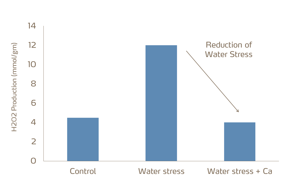 calcium and water stress
