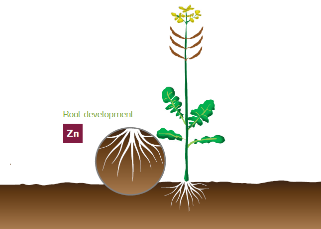 illustration_Zn.PNG