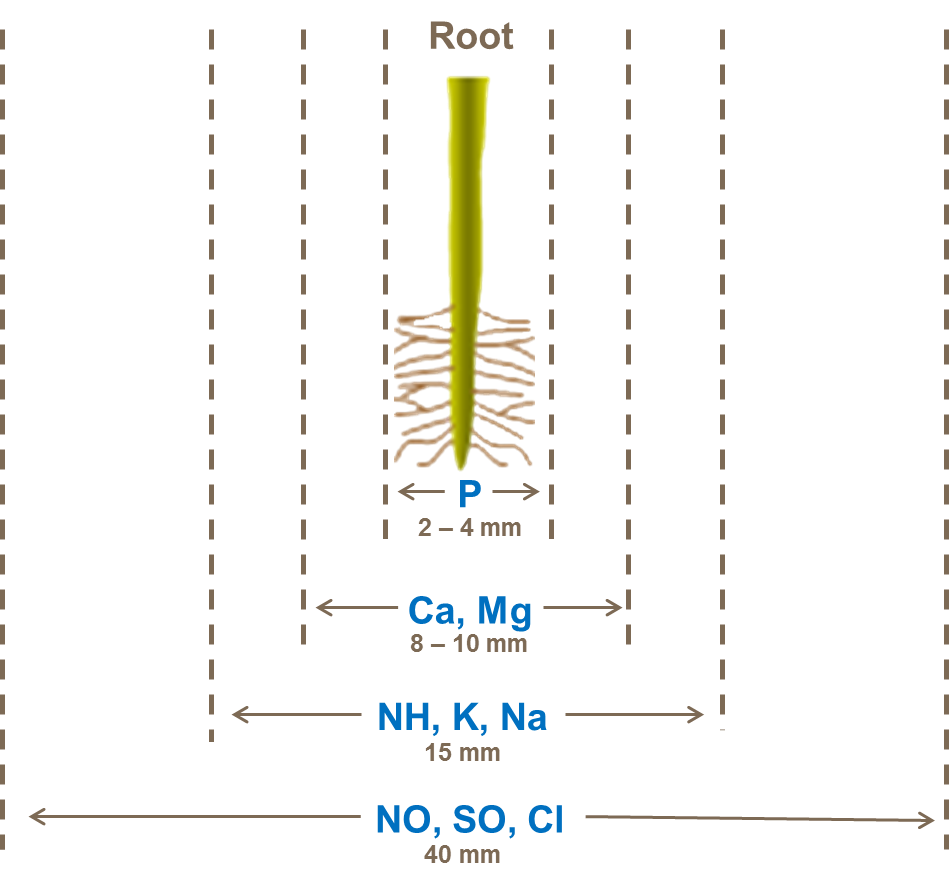 nutrient placement for potato plant