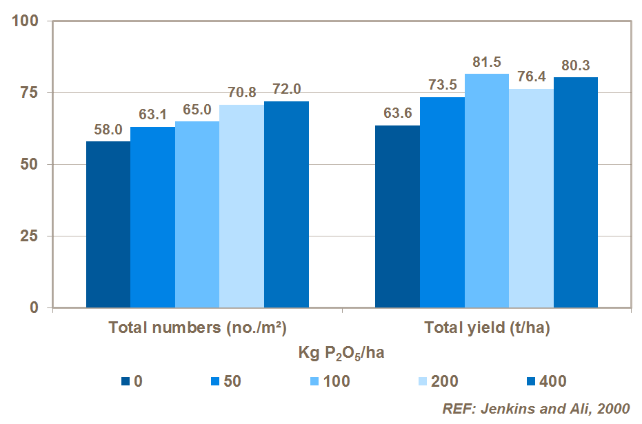 phosphorus and potato yield
