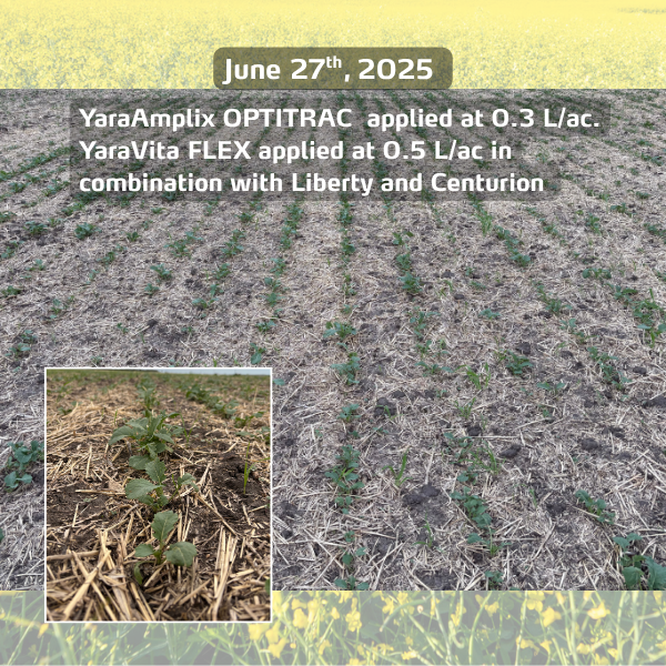 hailed canola