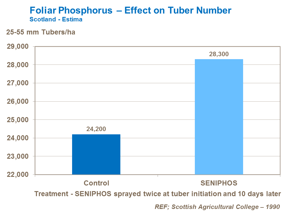 phosphorus and potato tuber number