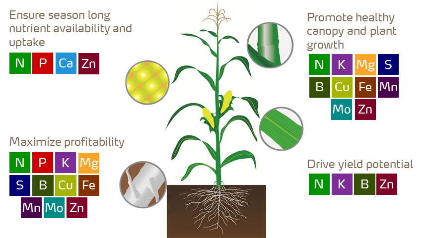 Corn Crop Nutrition | Yara Canada