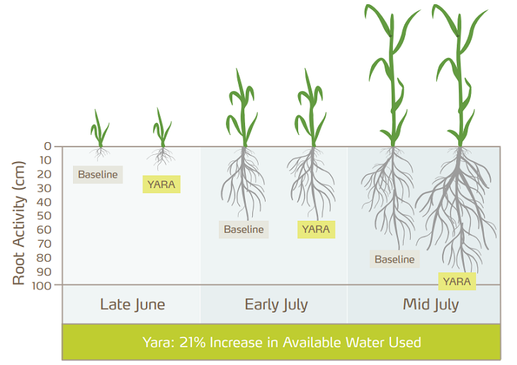 average water use in wheat
