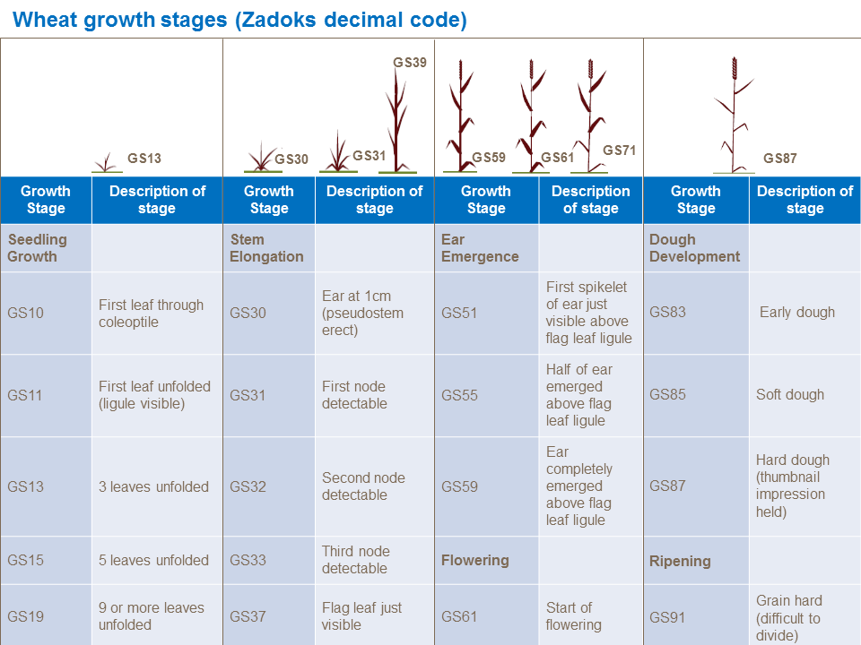 Wheat growth stages