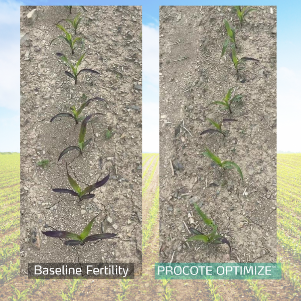 procote optimize trial in corn
