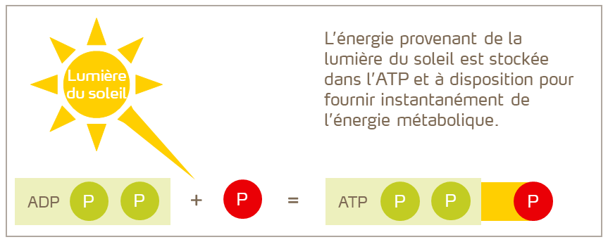 FR-Stockage de l’énergie dans l’ATP.png