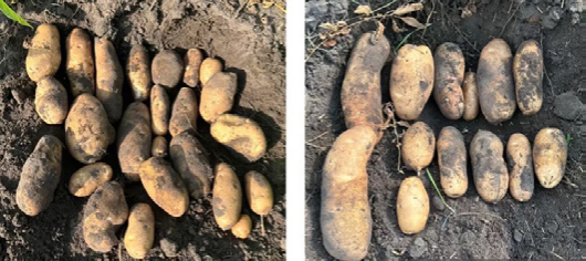 potatoes on the ground