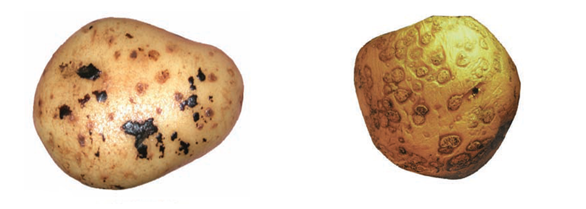 Black scurf and Powdery scab