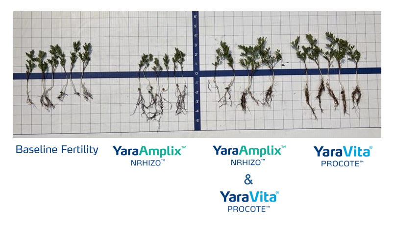 lentil trial at the biostimulant demo farm