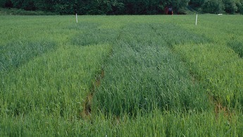 Sulphur deficiency in in a wheat with typical pale chlorosis on newer leaves and stunted growth