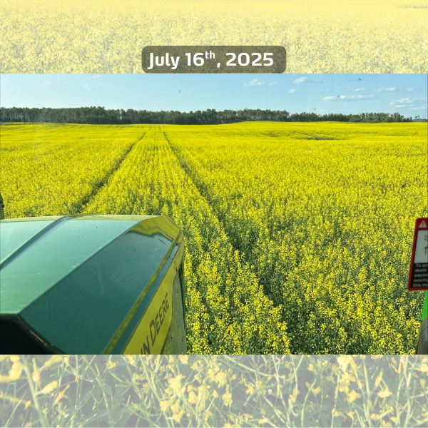 hailed canola