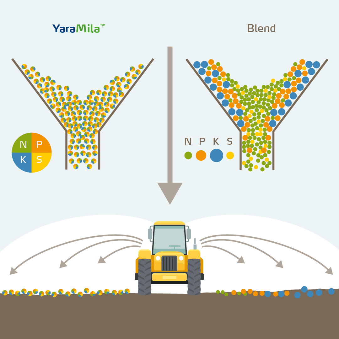 Yaramila Blend v Poor Blend infographic 