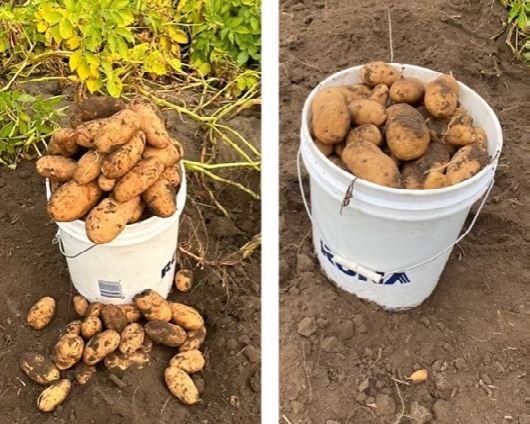 potatoes in buckets
