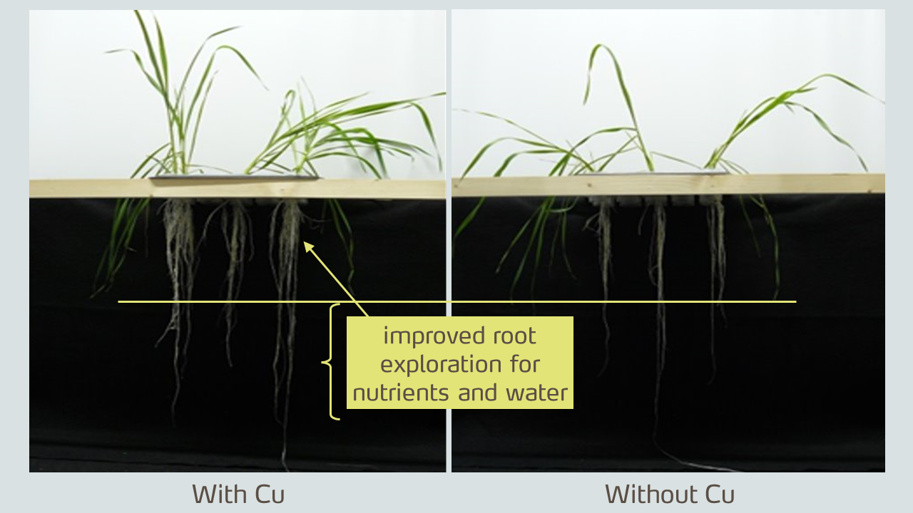 micronutrients effect on root development