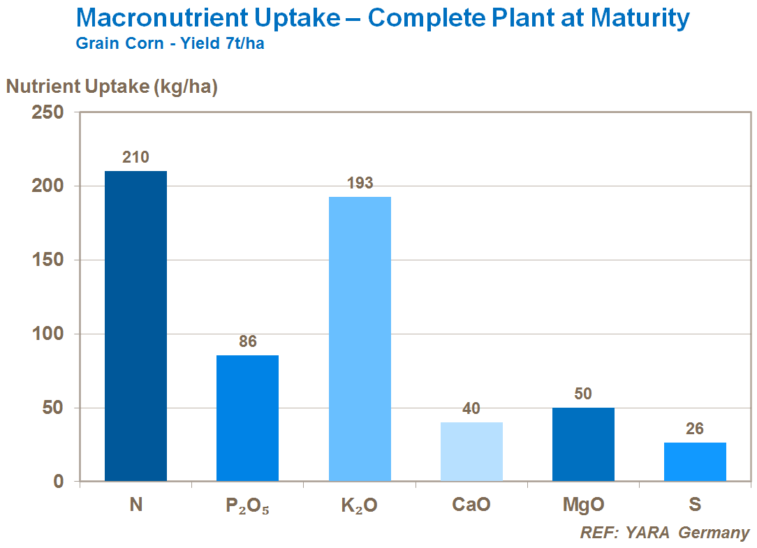 macronutrient uptake in corn plant at maturity