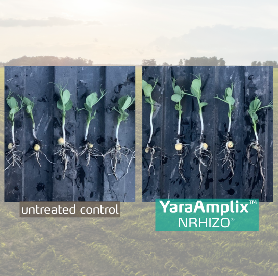 nrhizo trial on peas