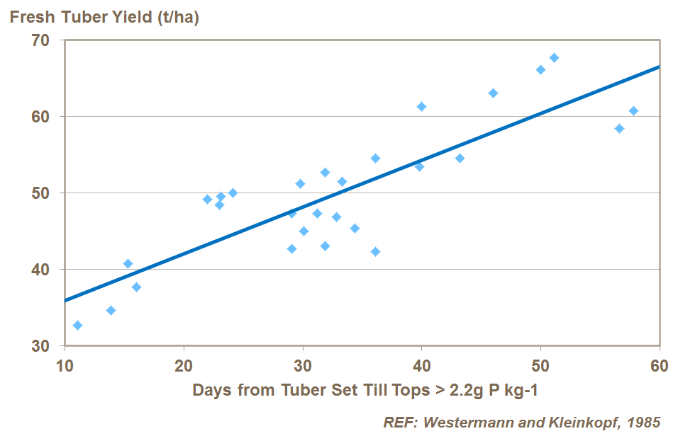 leaf phosphorus and potato yield