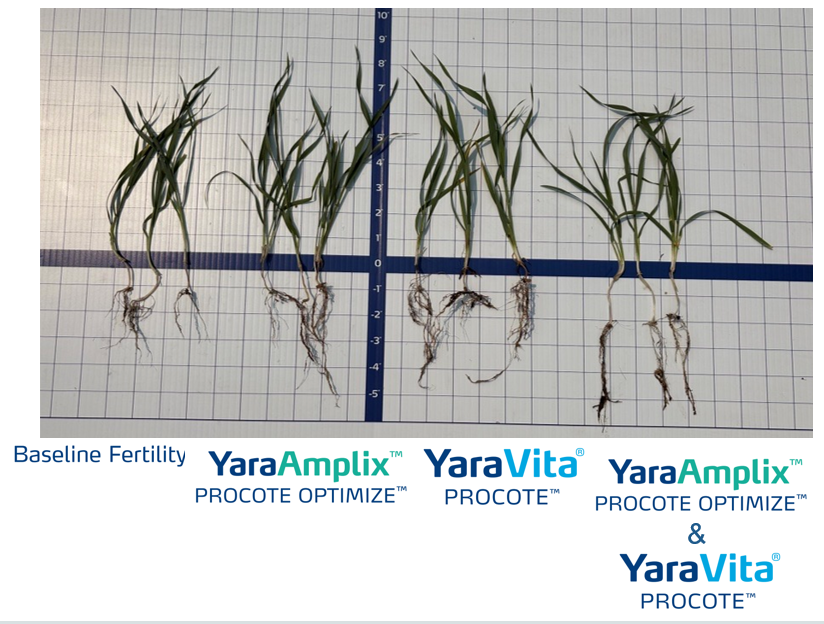 wheat trial at the biostimulant demo farm