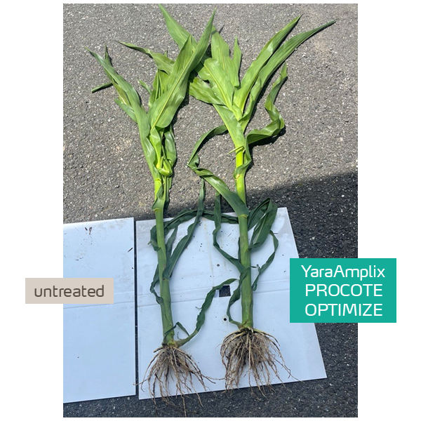 procote optimize trial on corn