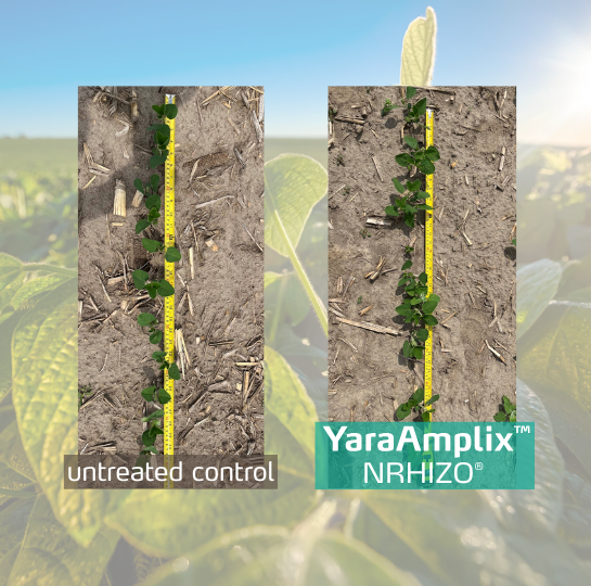 nrhizo trial on soybeans