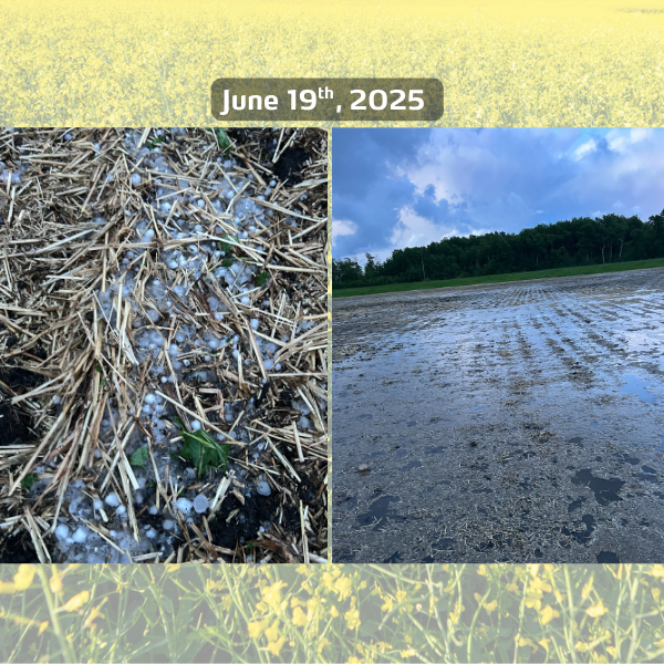 hailed canola