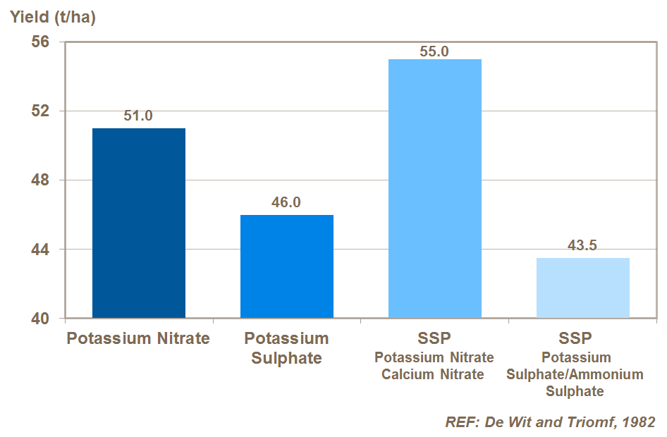 potassium form and potato yield