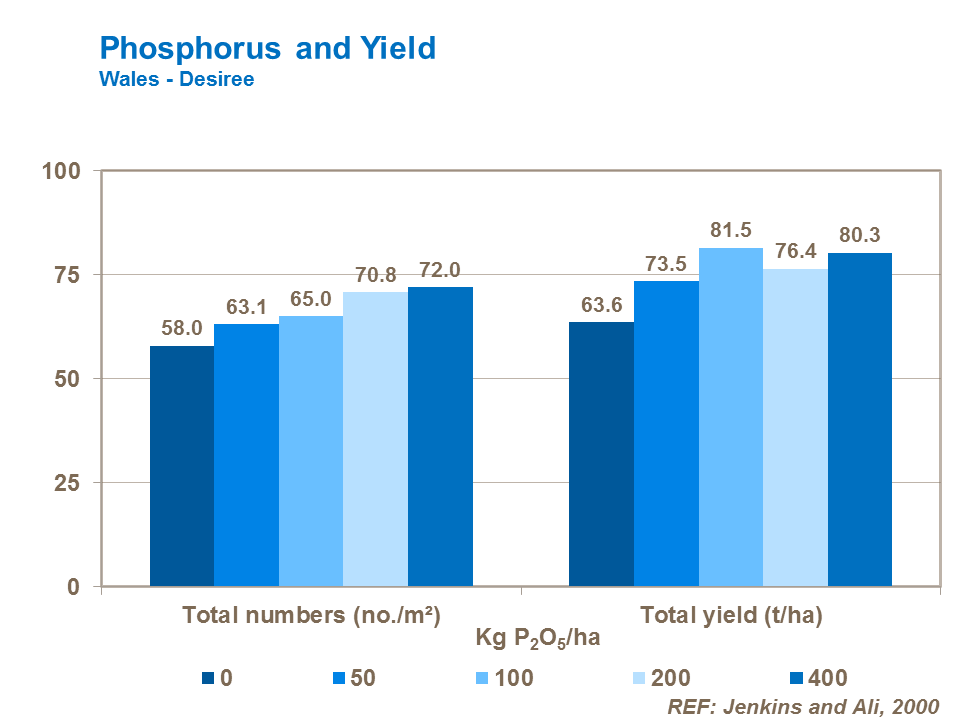 phosphorus and potato yield