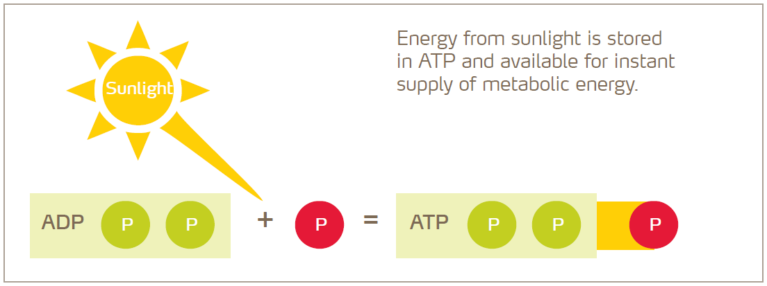 energy storing in ATP diagram