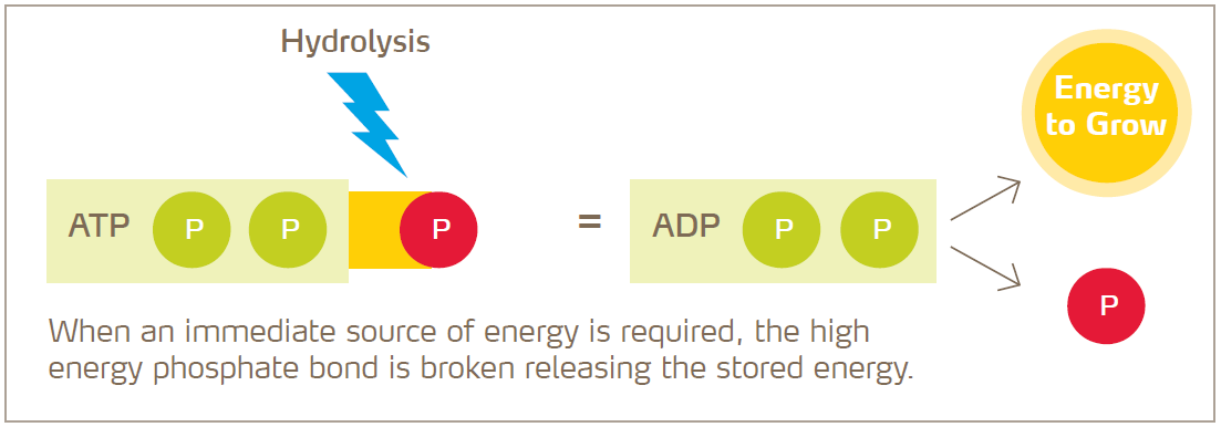 releasing energy from ATP diagram