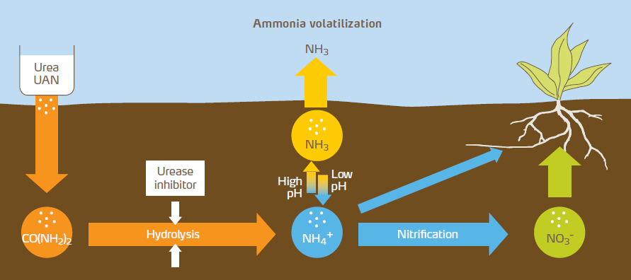 ammonia volatilization.png