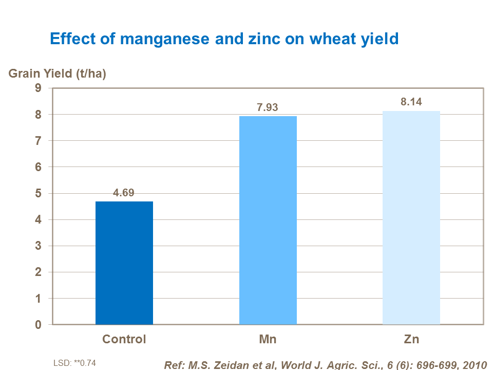Effect of manganese and zinc on wheat yield