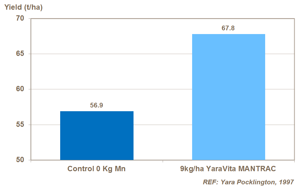 manganese and potato yield