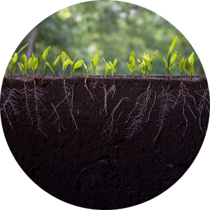 increase water productivity