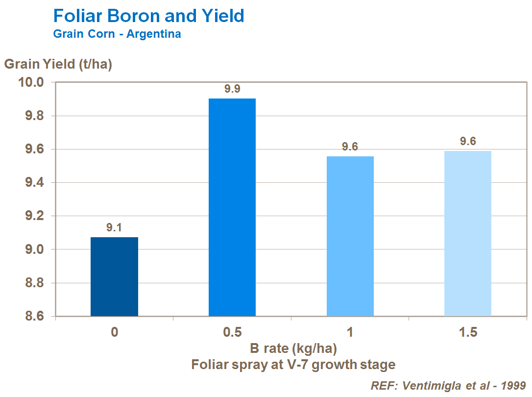 foliar boron and corn yield