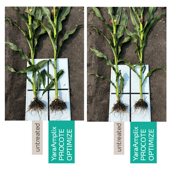 procote optimize trial in corn