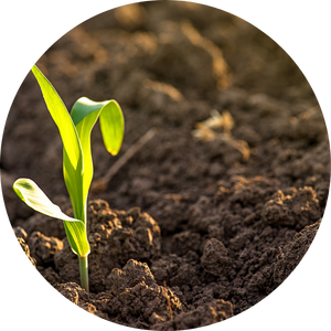 rebuild soil health