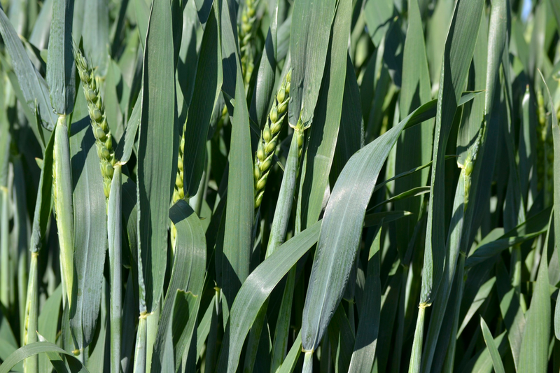 wheat heading.png