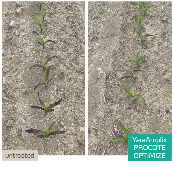 procote optimize in corn