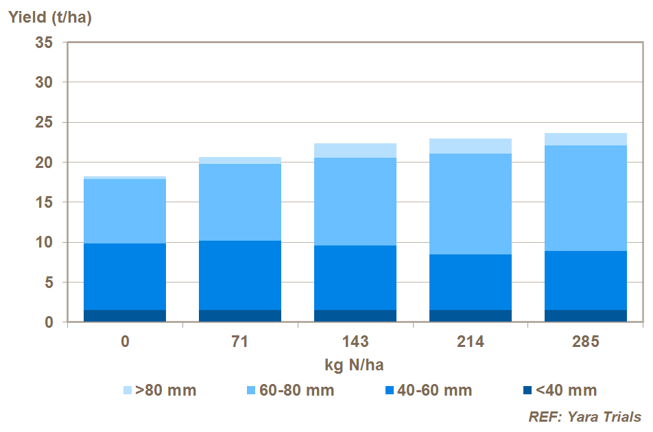 nitrogen and potato tuber size