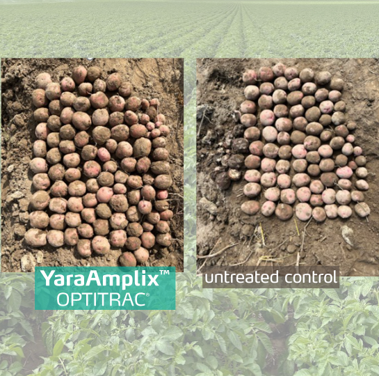 optitract trial on potato