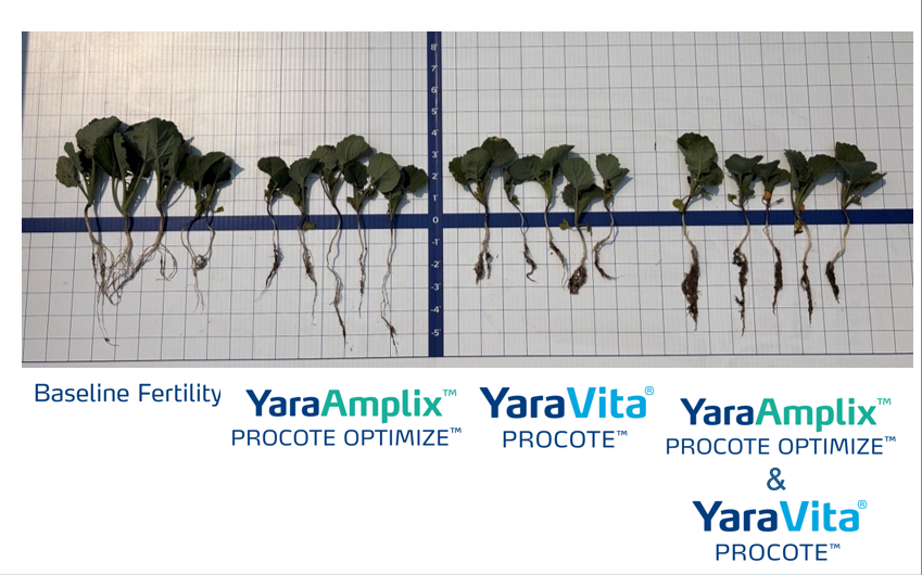 canola trial at the biostimulant demo farm