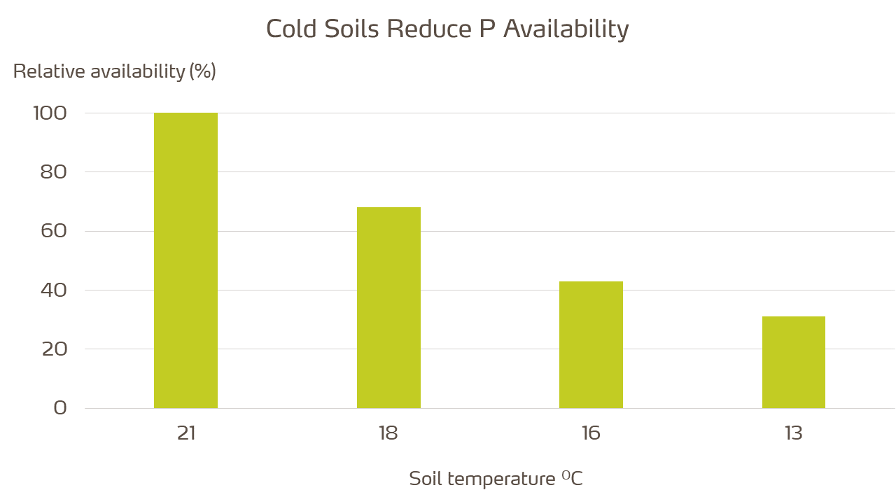 soil temperature and P availability - website.png