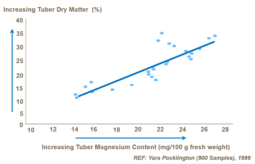 magnesium and potato tuber dry matter