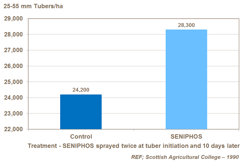 foliar phosphorus and tuber number