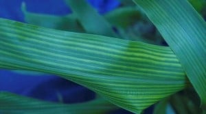 manganese deficiency